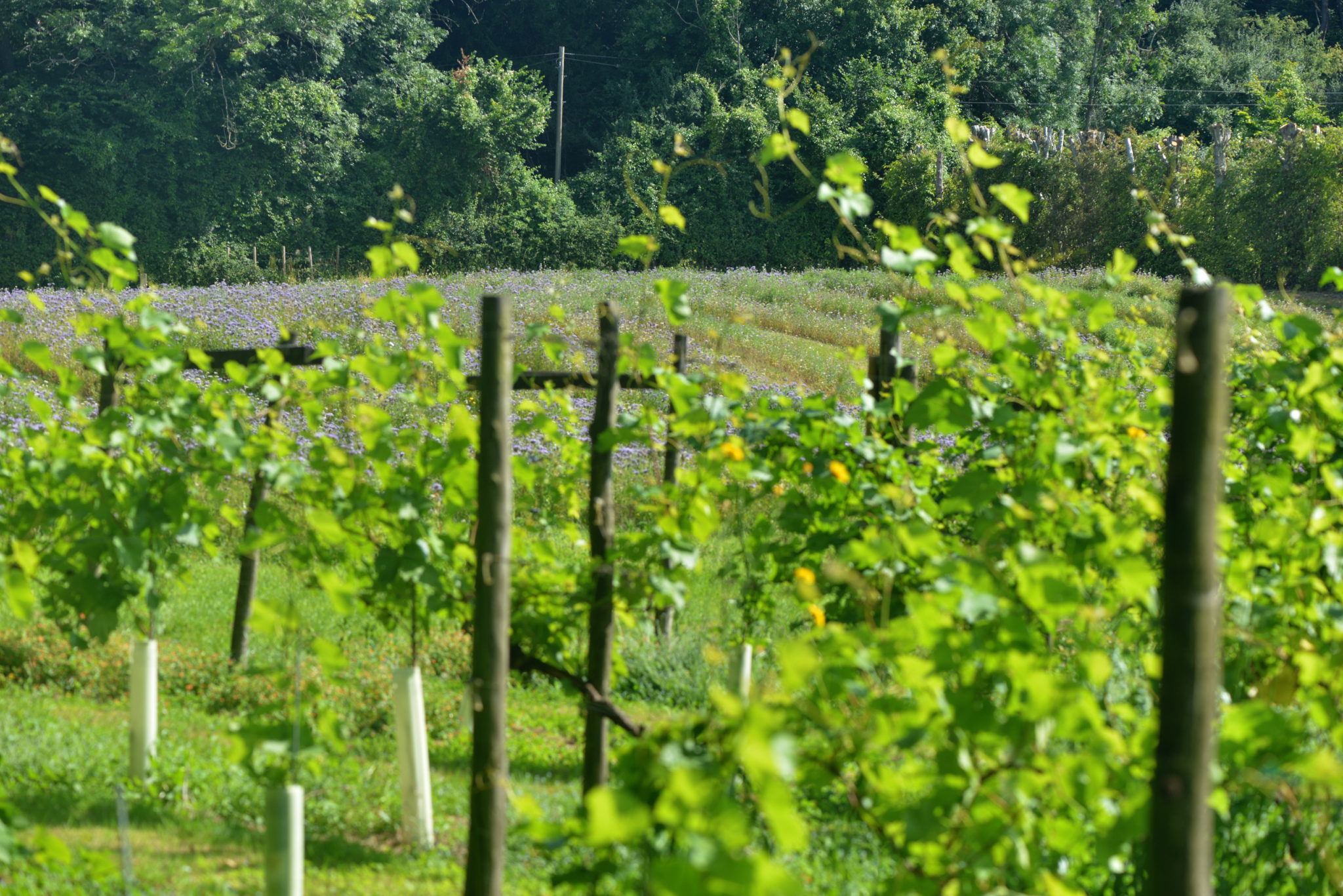 Godstone Vineyards, with phacelia flowering in the area beyond