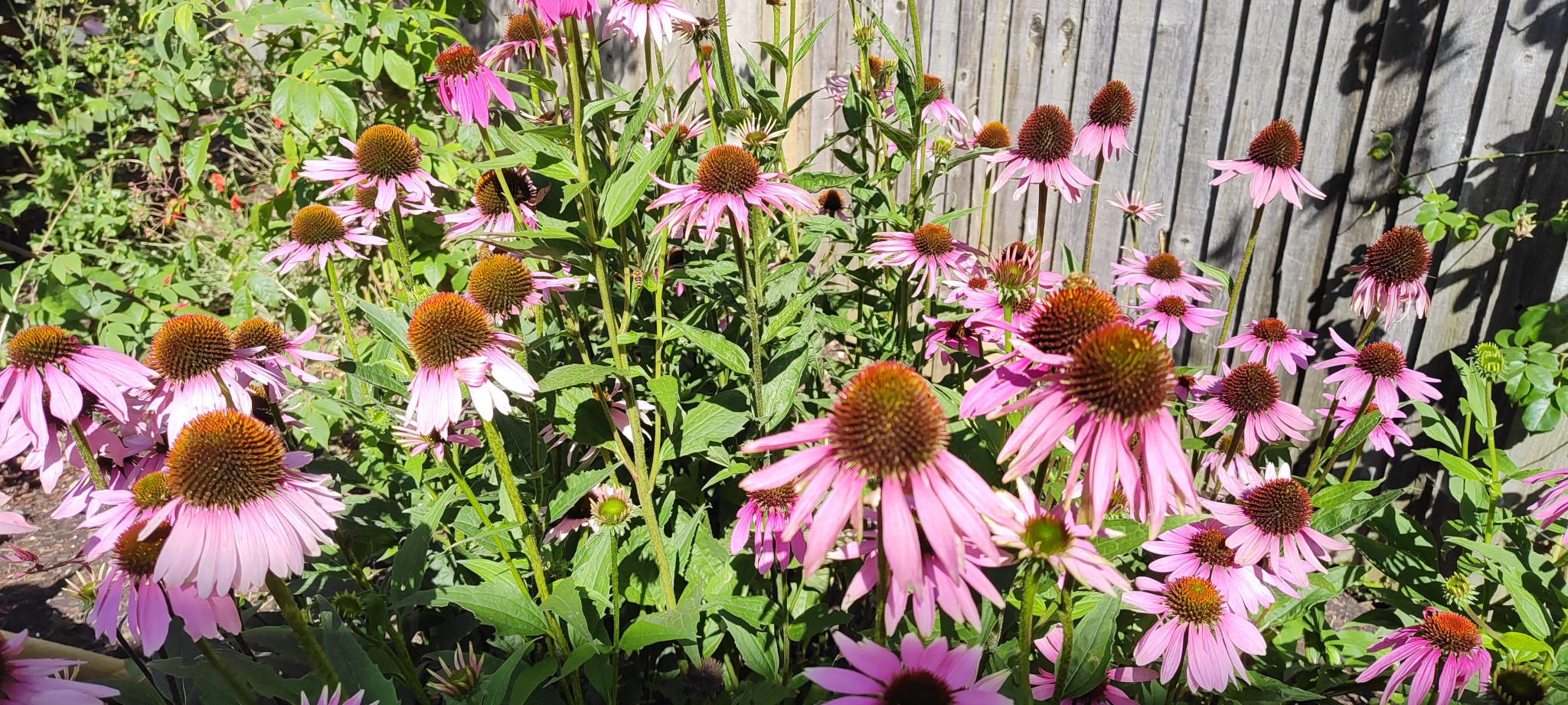 Echinacea Purpurea in one of our apiaries